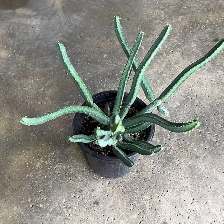 完全开放青蛇大戟