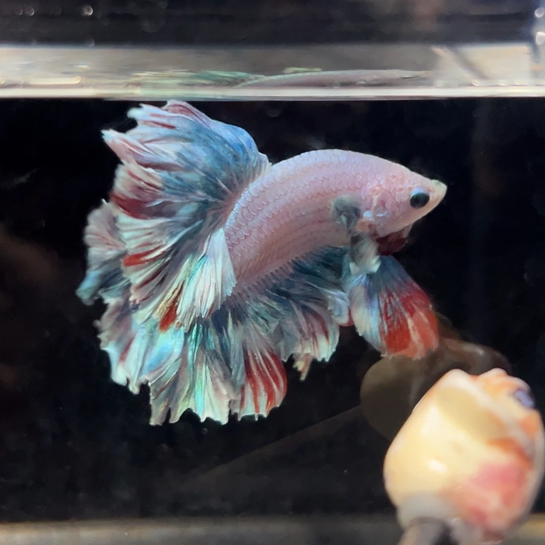 斗鱼29号绿色绣球