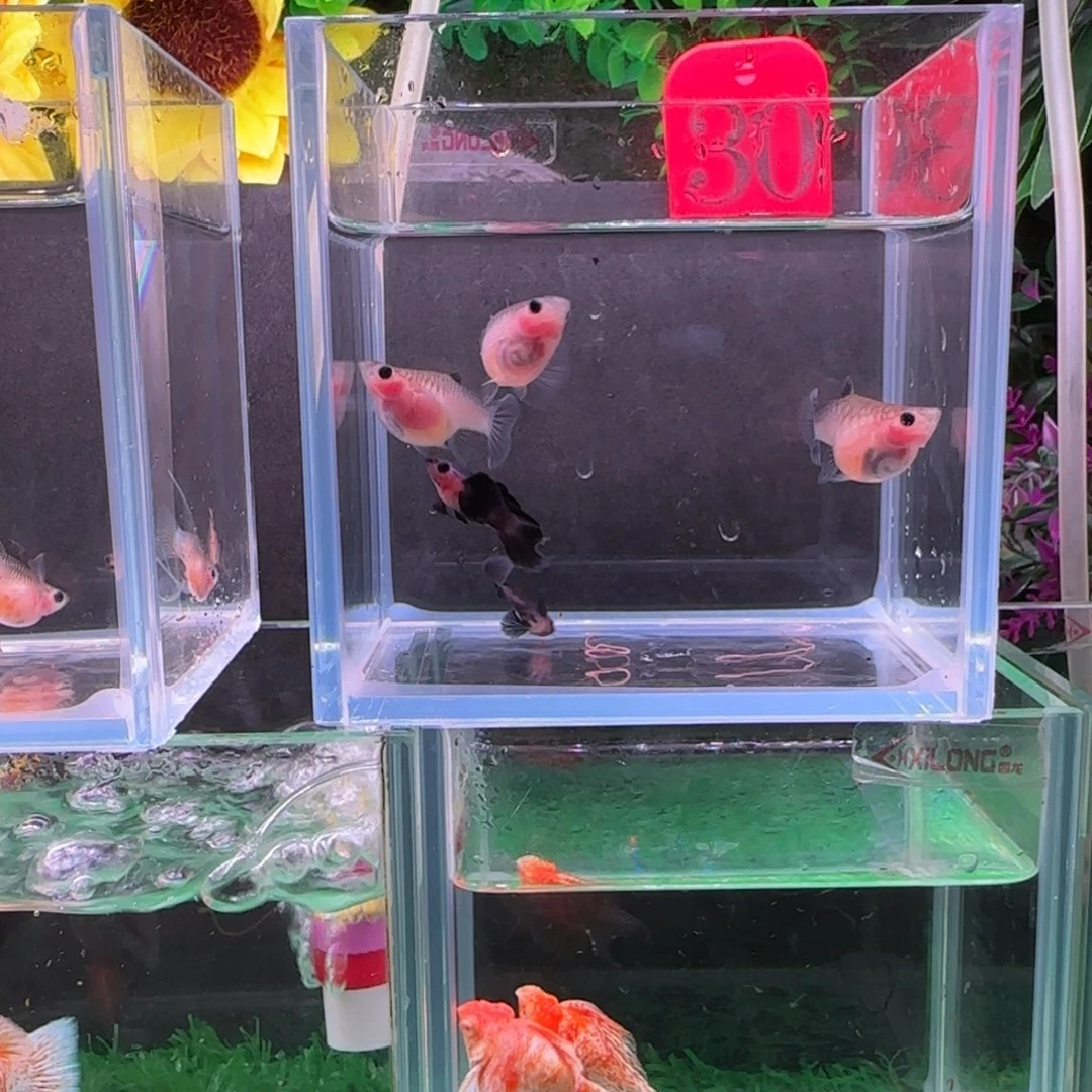 忘***秋孔雀鱼玻璃猫两缸