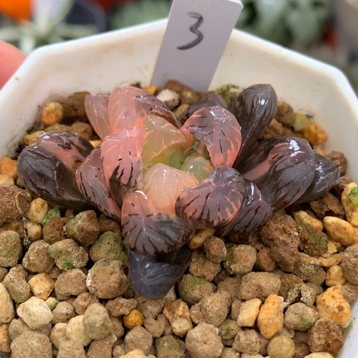 紫罗兰玉露锦，带盆发货