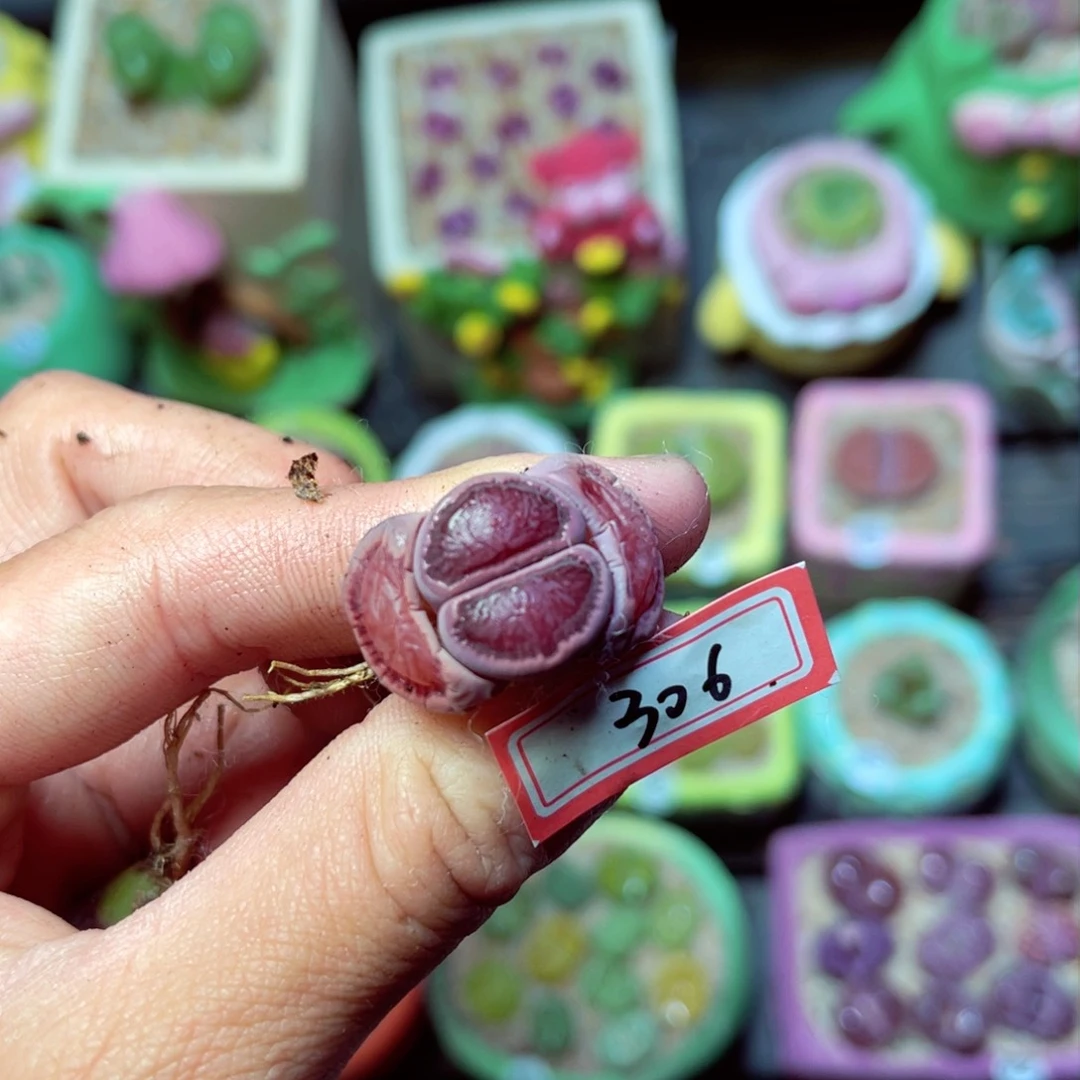 306生石花带盆发