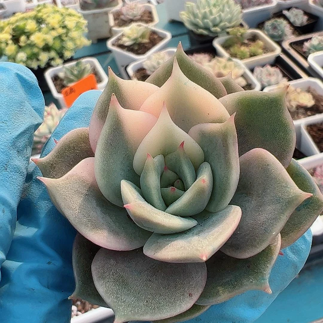 贝加尔湖锦，少锦