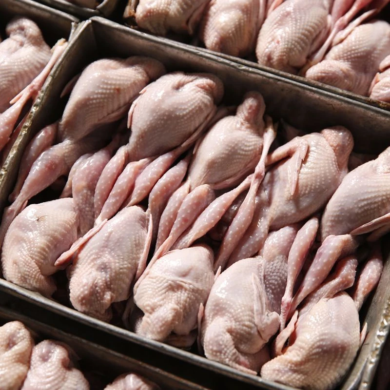 只大号母鹌鹑新鲜鹌鹑肉速冻白条鹌鹑烧烤鹌鹑鸟现杀乳鸽一