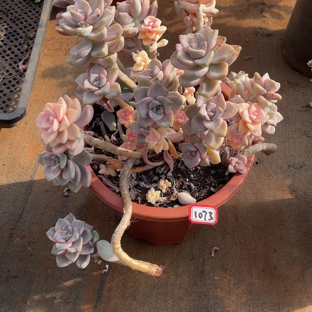 1075美杏锦 一物一拍多肉