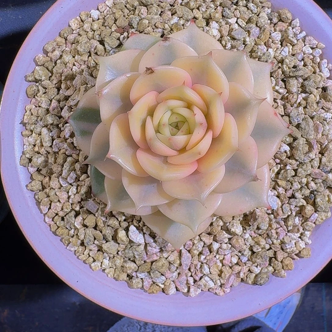 贝加尔湖 锦 一物一拍