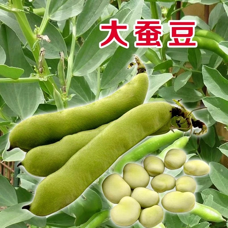 蚕豆种籽南方种特大蚕豆种子罗汉豆种籽胡豆豌豆蔬菜种孑菜籽高产