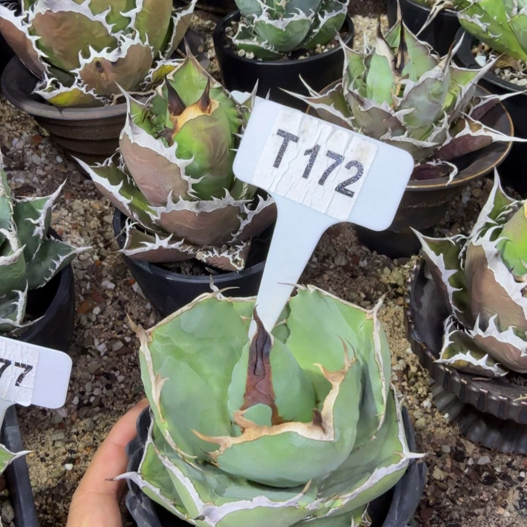 福***量福利圣剑一颗脱土发