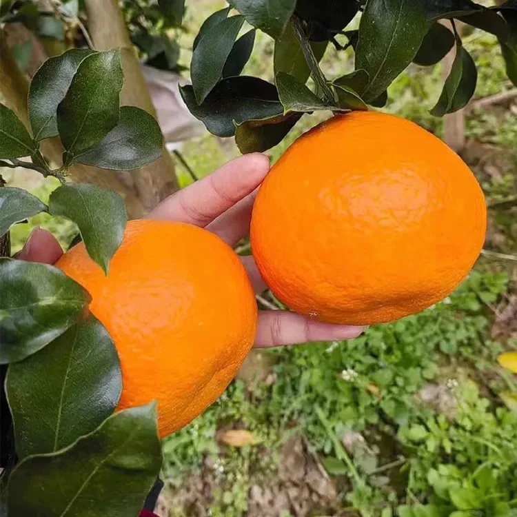 粑粑柑礼盒10斤西宁同城配送