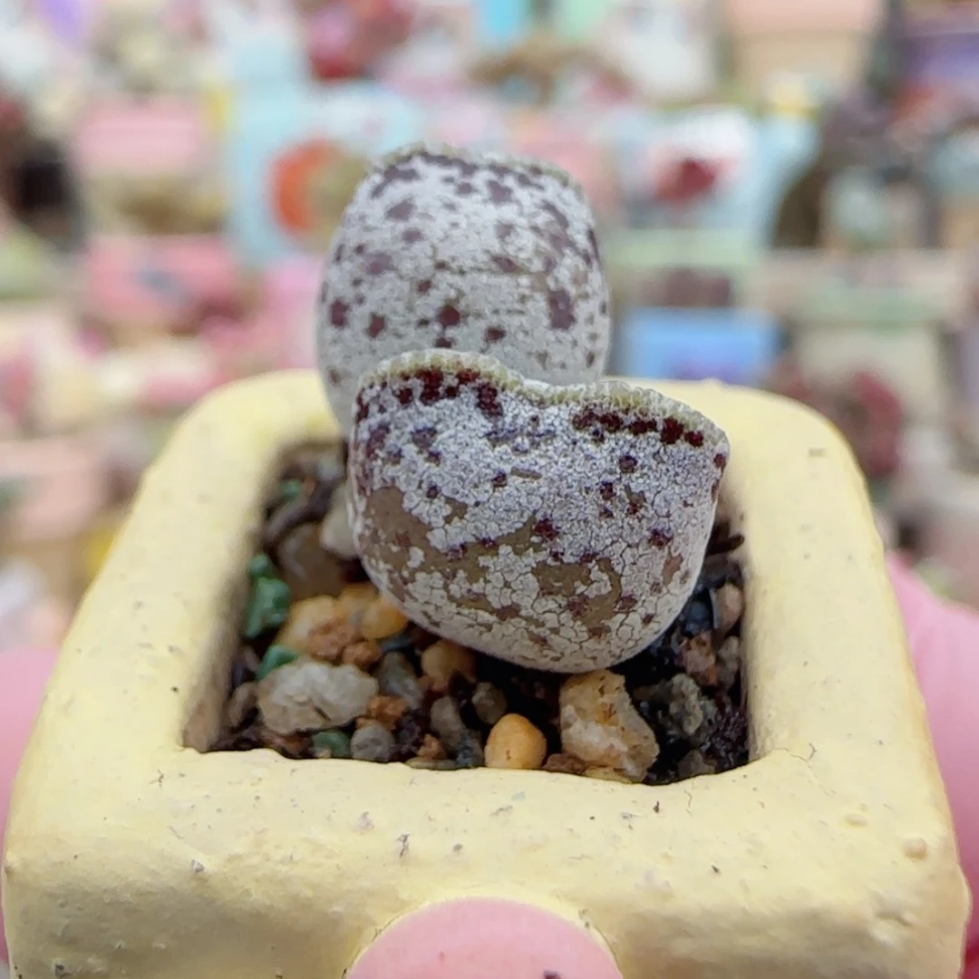 可爱小白猫耳 盆口2cm