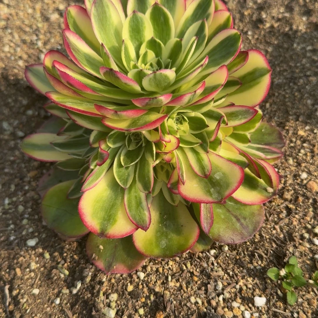 五**璃044柔情到秋天。 多肉植物