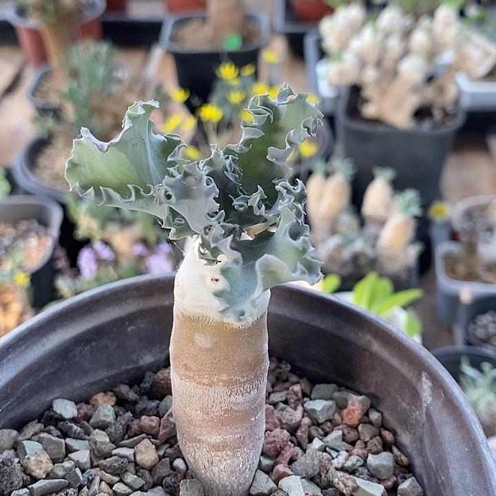 934雪露厚敦菊一一一一一一一