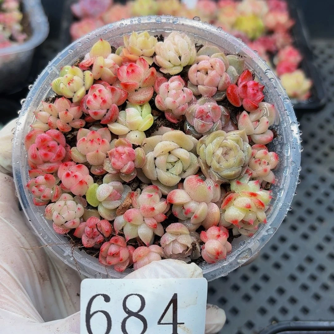 多肉植物多肉植物684