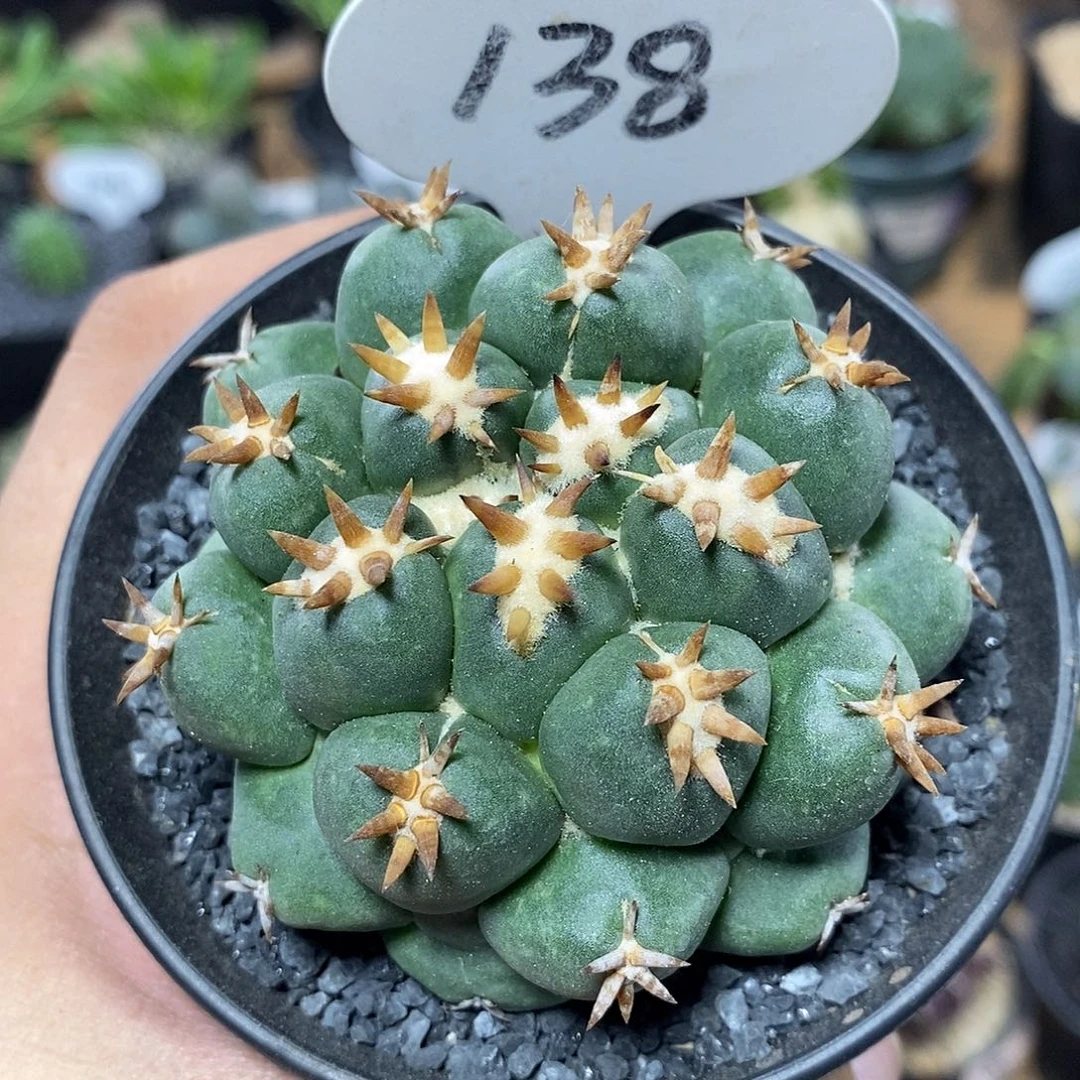 ?****遇专拍138号短豪刺象牙
