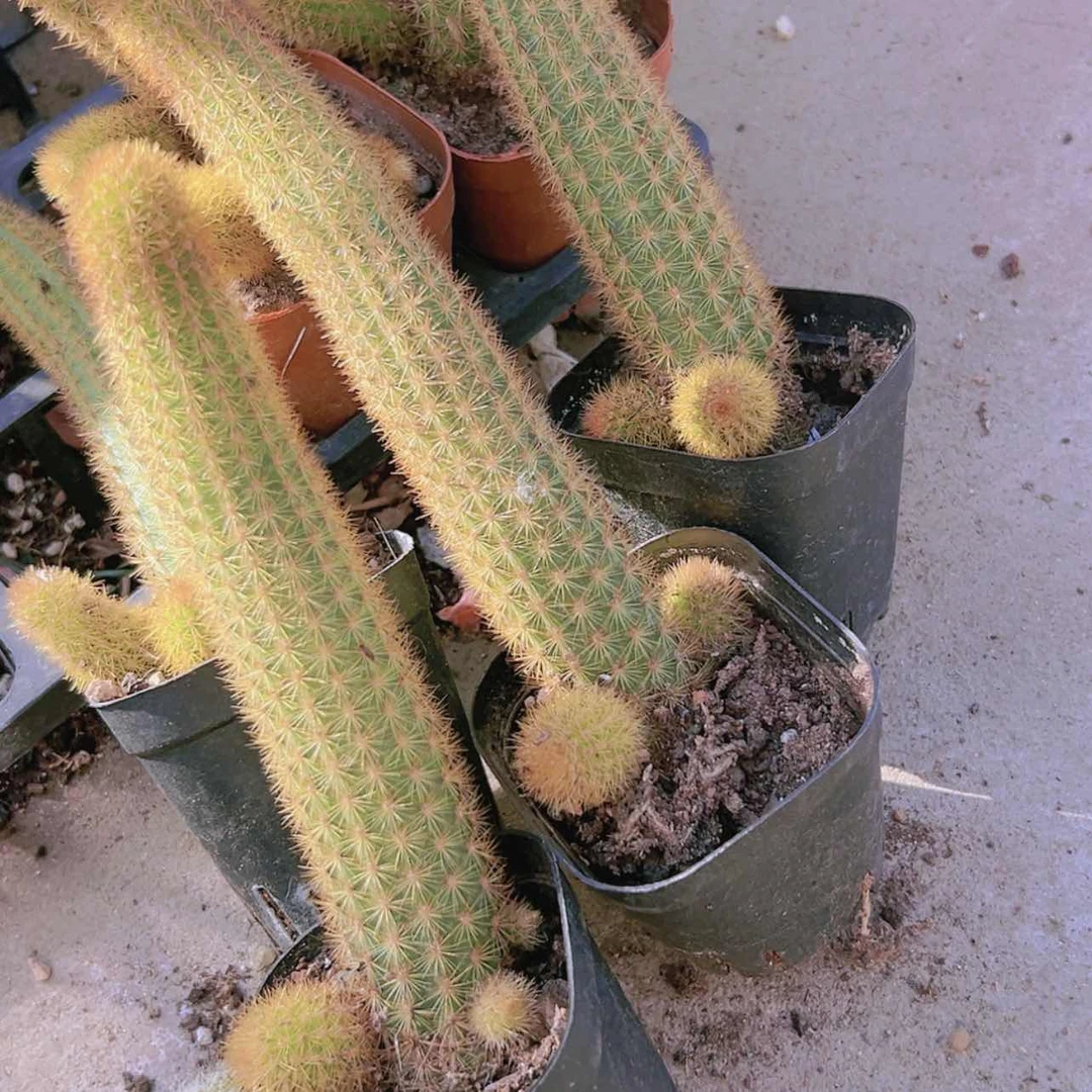 【闪购商品】带仔紫水晶2颗偏远不拍