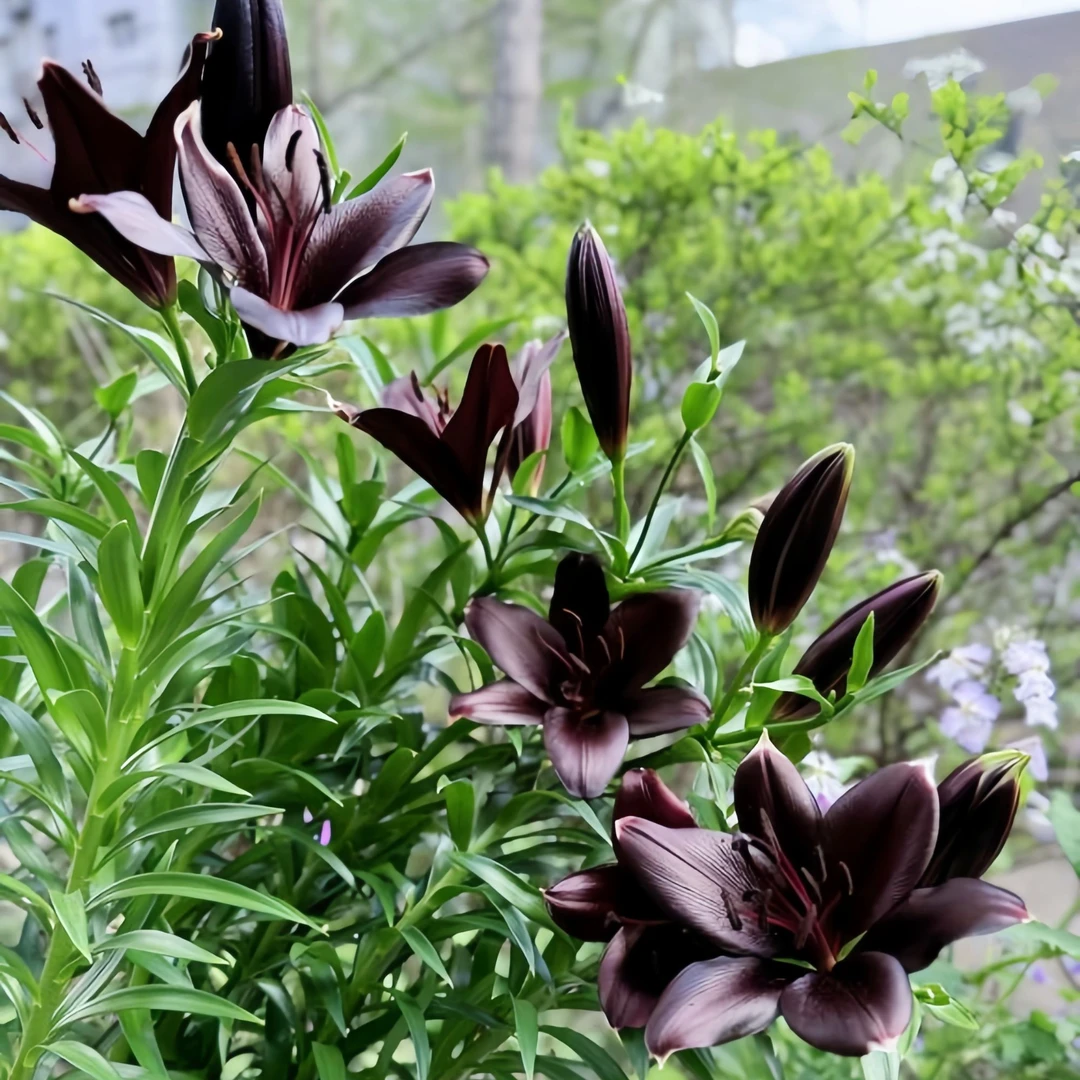 带芽百合花种球【黑船】进口重瓣浓香四季开花卉耐寒耐热盆栽绿植物