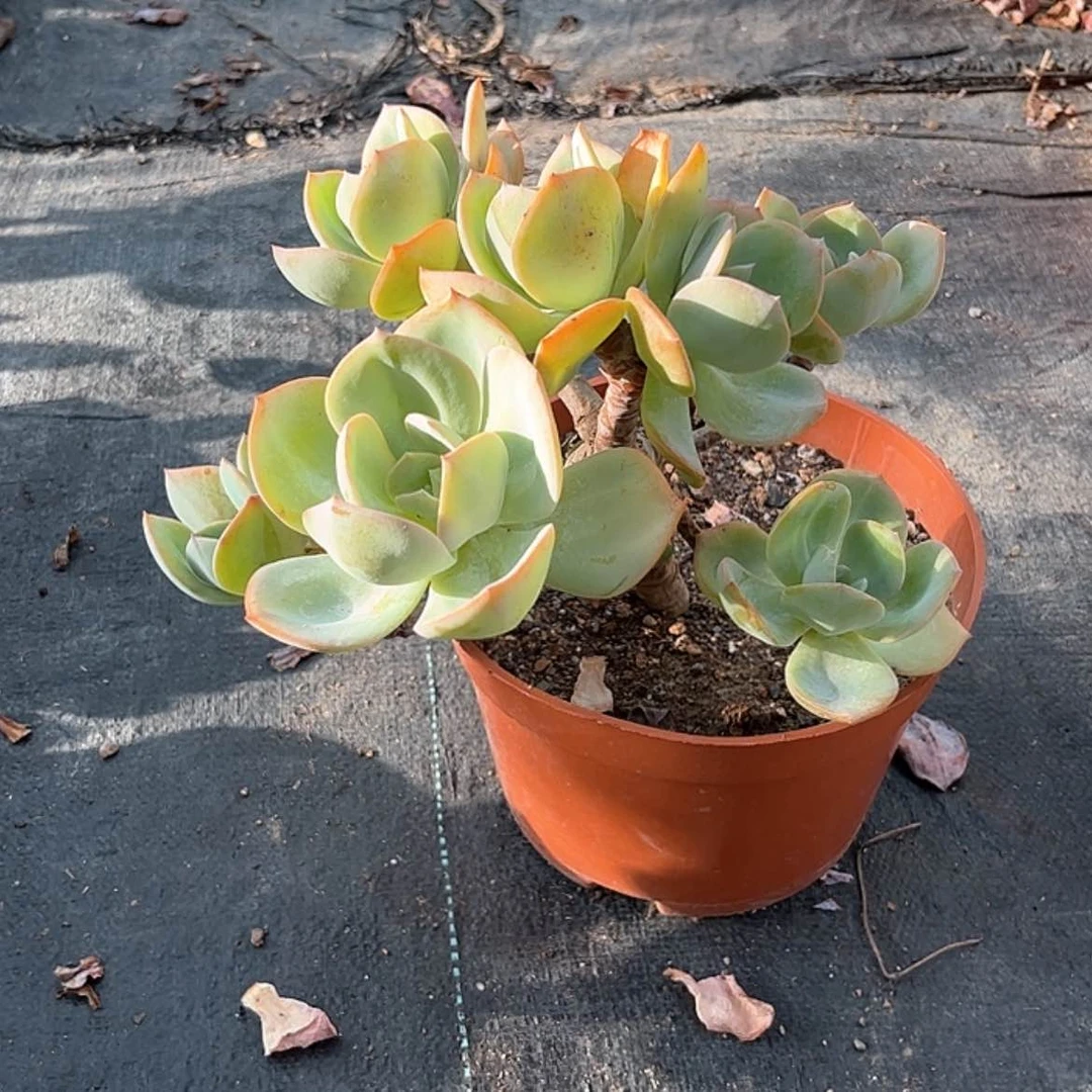 【闪购商品】无花朵小**姨