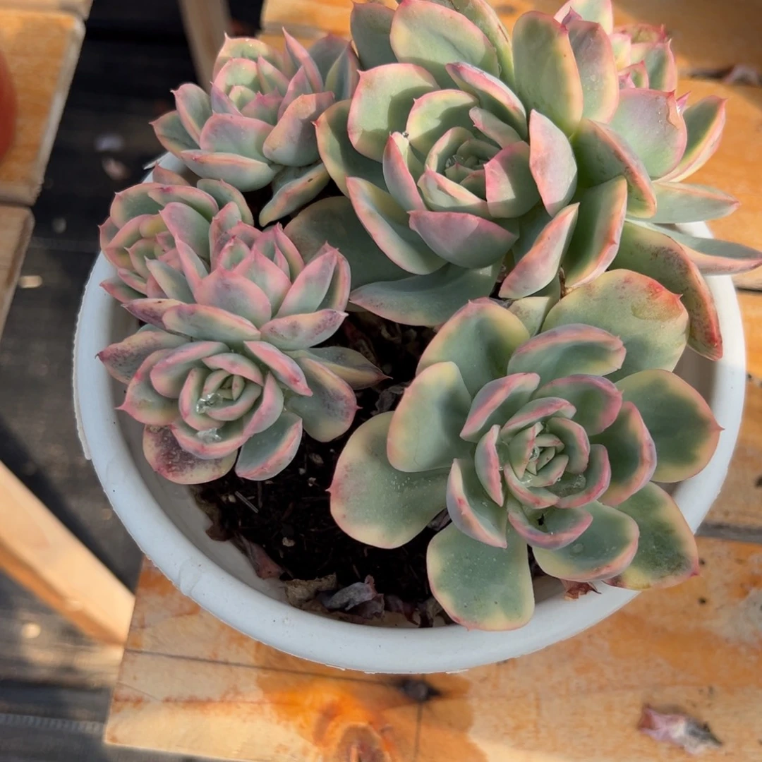 多肉植物绮罗仙子锦