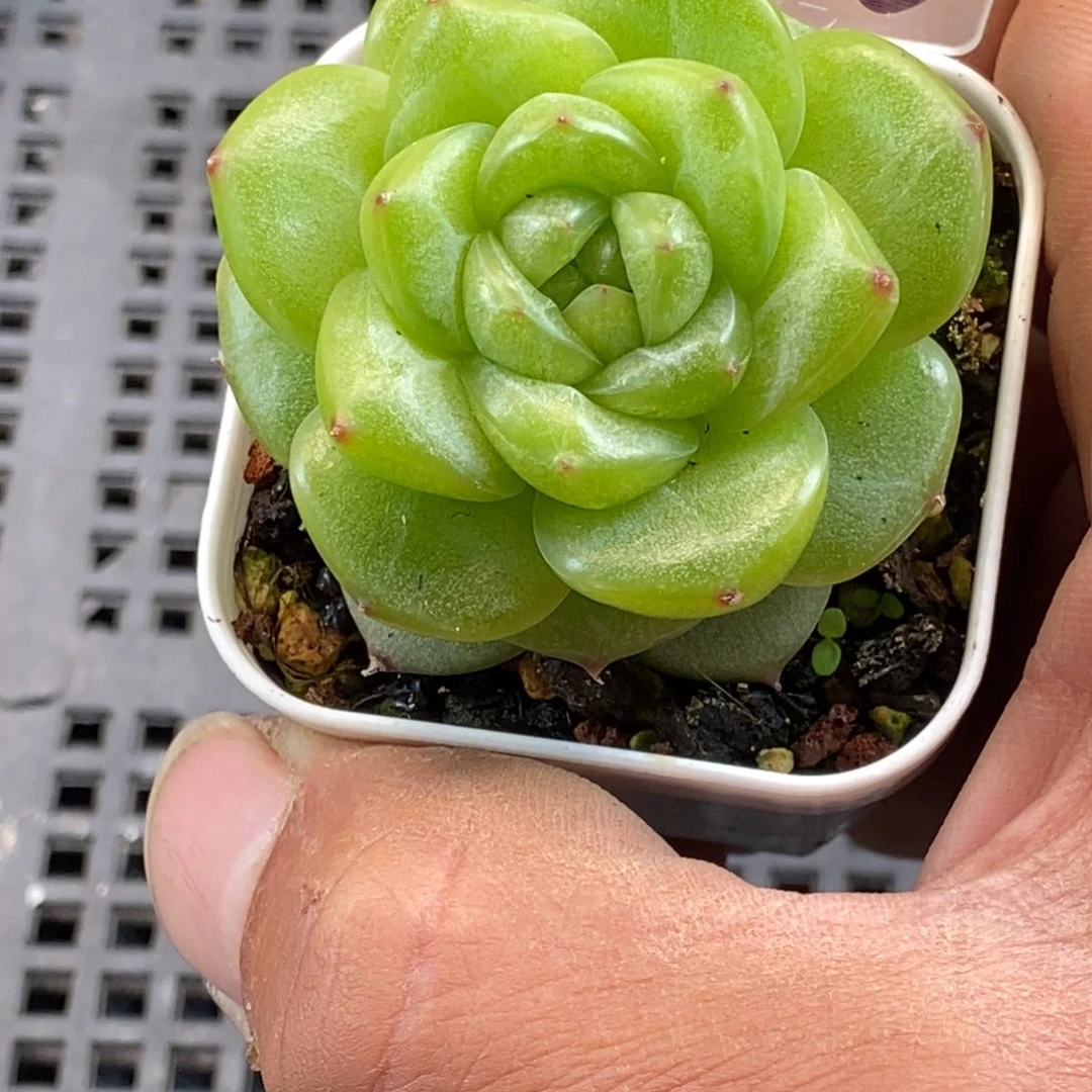 天官赐福百无禁忌