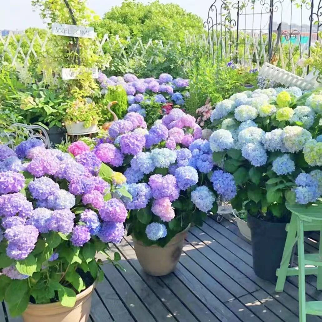 买3送一绣球花苗老桩无尽夏四季开花盆栽花卉阳台庭院