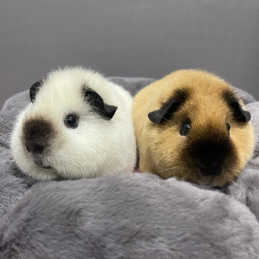 荷兰猪豚鼠活体家庭饲养直播间挑选通用链接