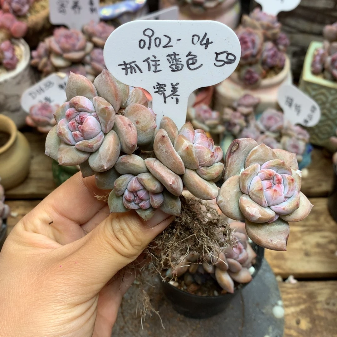 抓****090204 蓝色 专拍突尼斯
