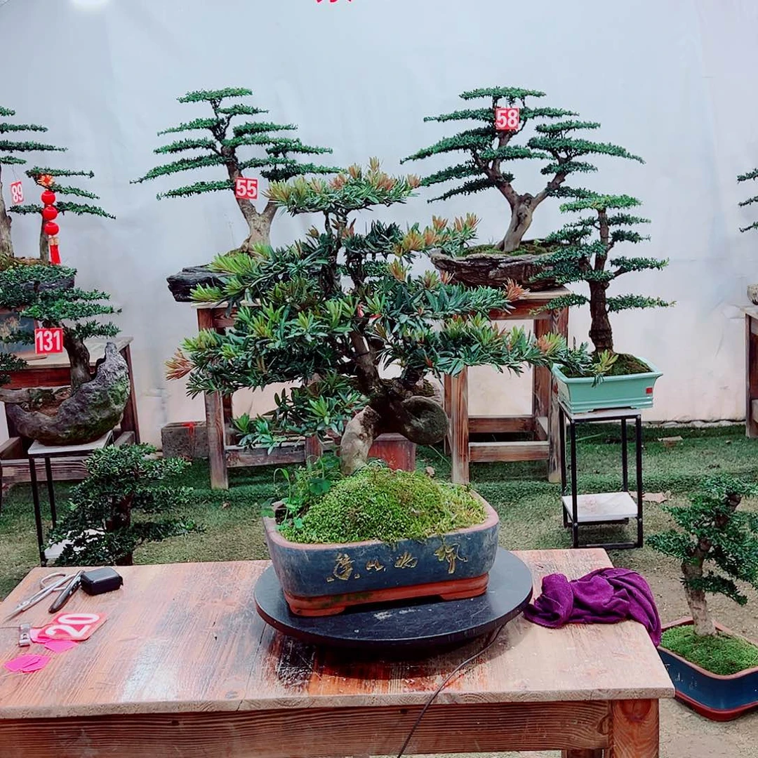无花朵小老桩小红帽罗汉松