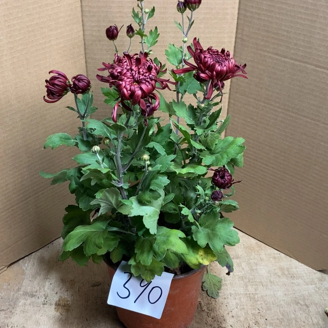 完全开放000000390