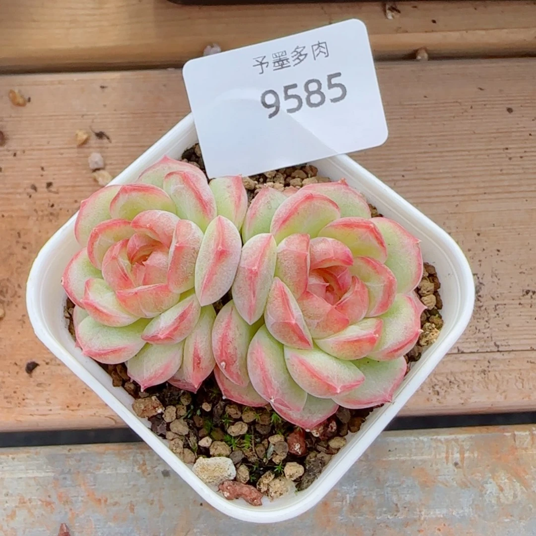 孤品珍妮，9585多肉植物