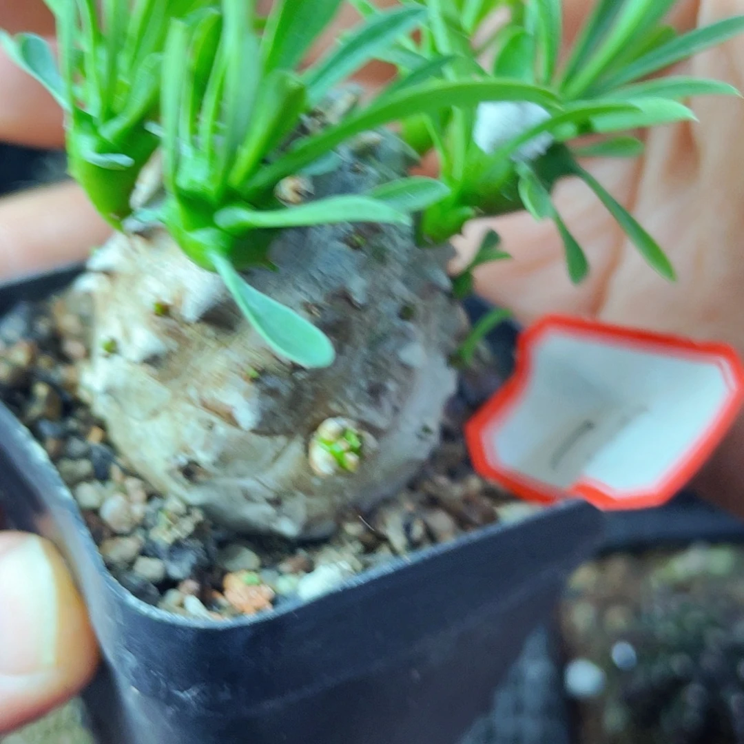 非偏远地区满25包邮仙人球裸根