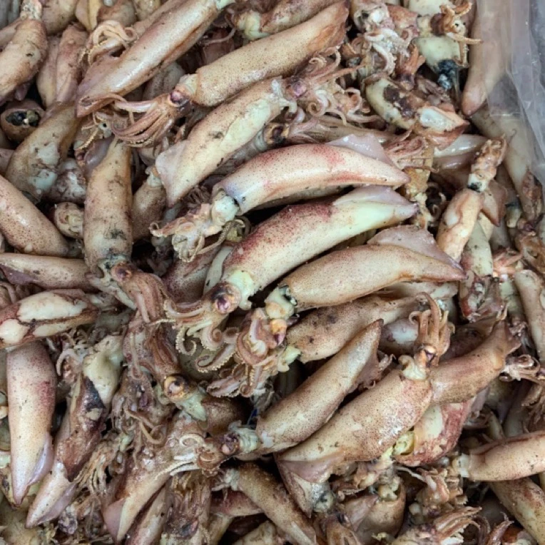 【小宝总专线】本港珍珠海兔仔清蒸爆炒火锅海鲜干货
