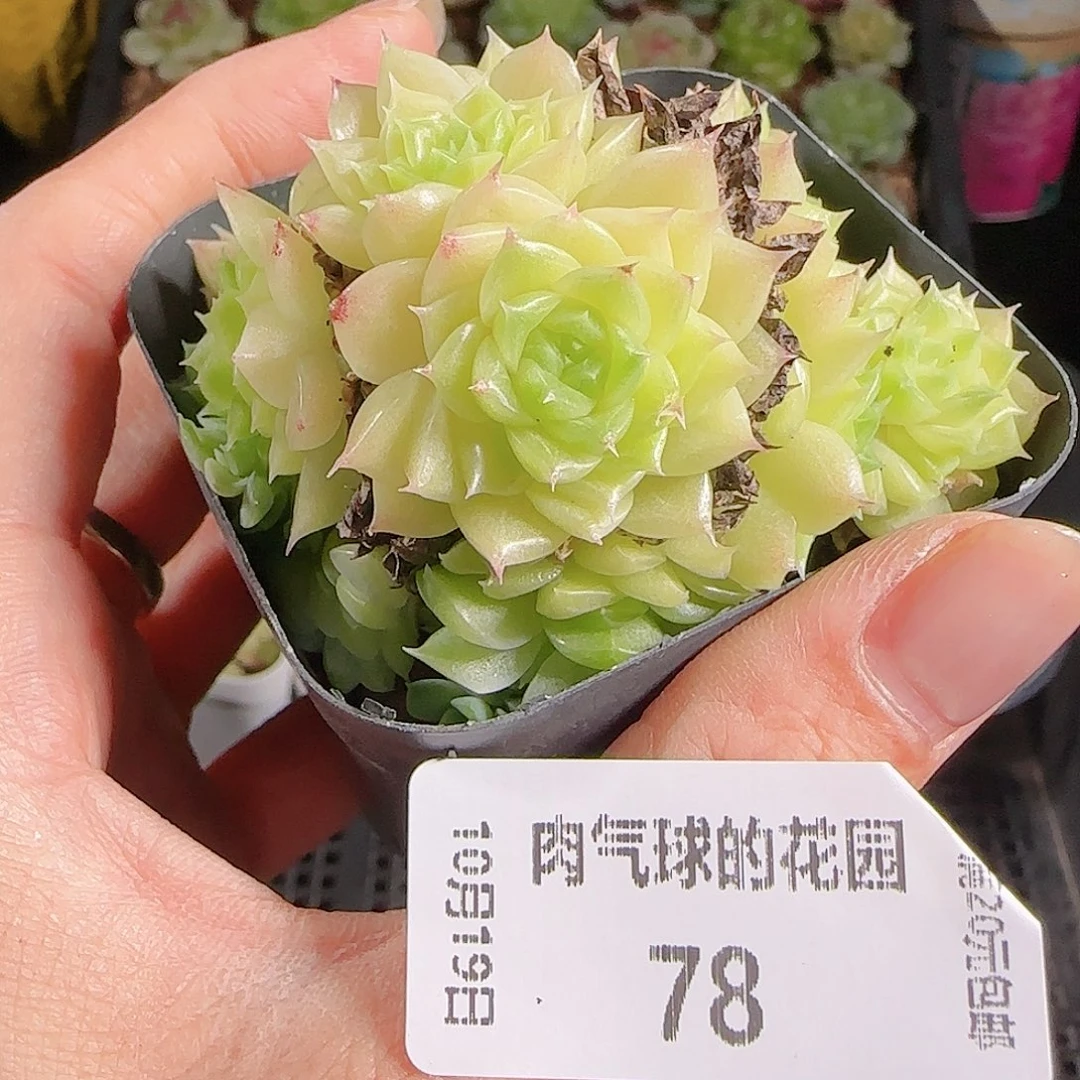 1019—78肉气球麦秆