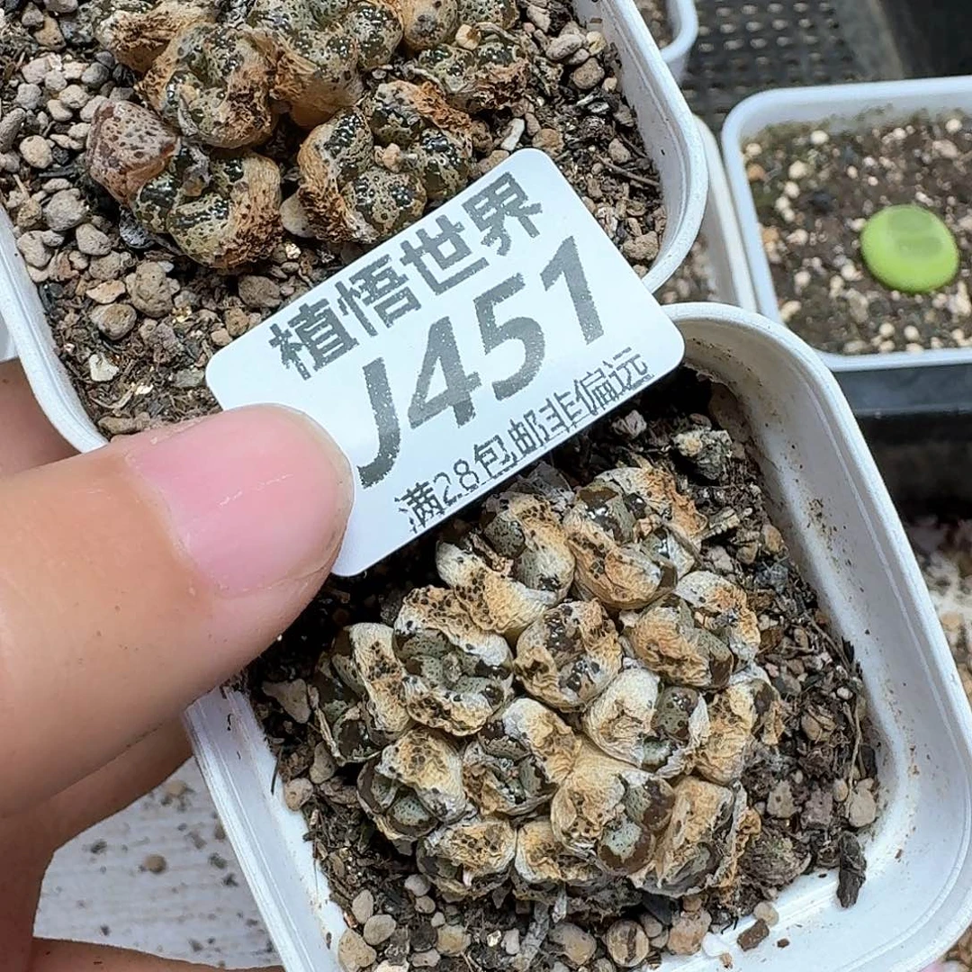 多肉植物的润泽额f f