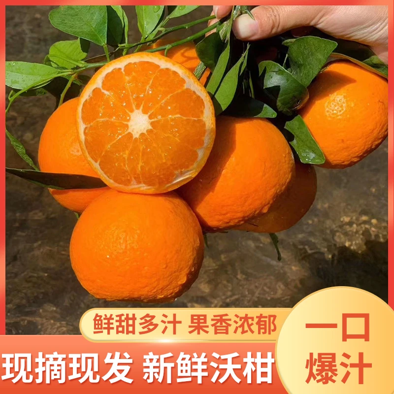 云南大理宾川沃柑高原沃柑爆甜爆汁自然熟天然水果顺丰发货耙耙柑