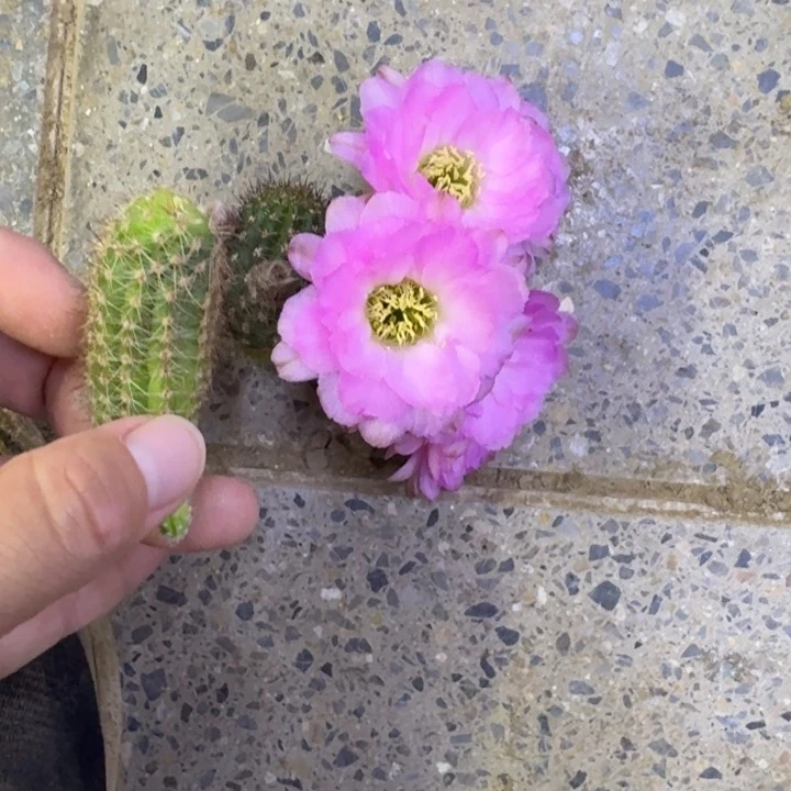 310白檀华丽粉2个无根侧牙，20包邮