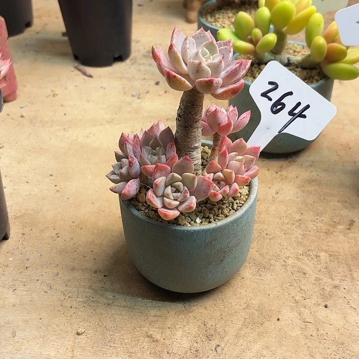 多肉植物，红粉佳人264号