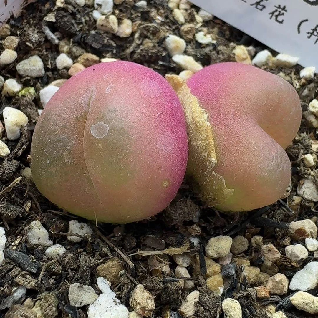 老马生石花毛毛1425