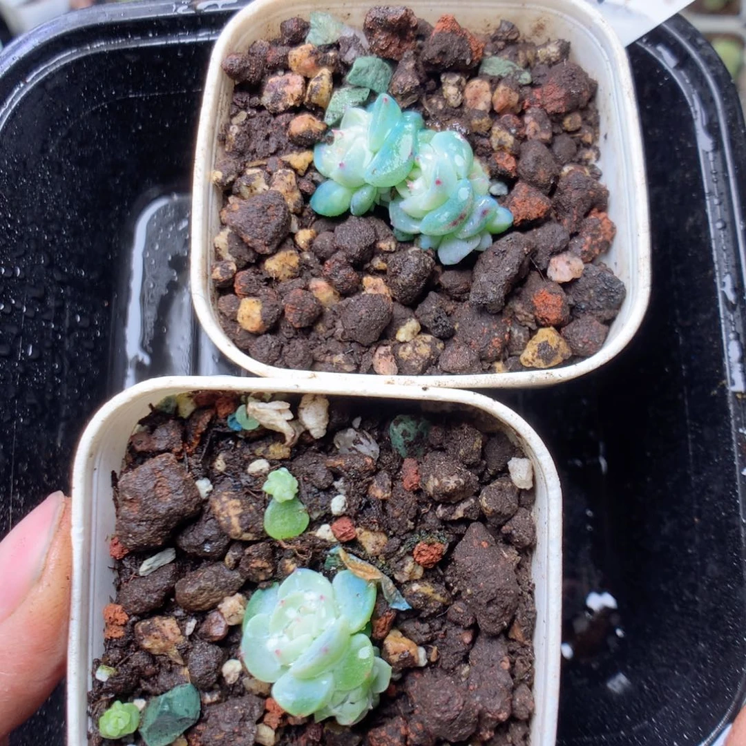 无花朵Q70纸鸢yyyyyyy