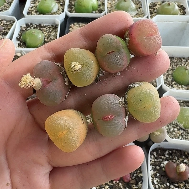 老马生石花彩毛1524