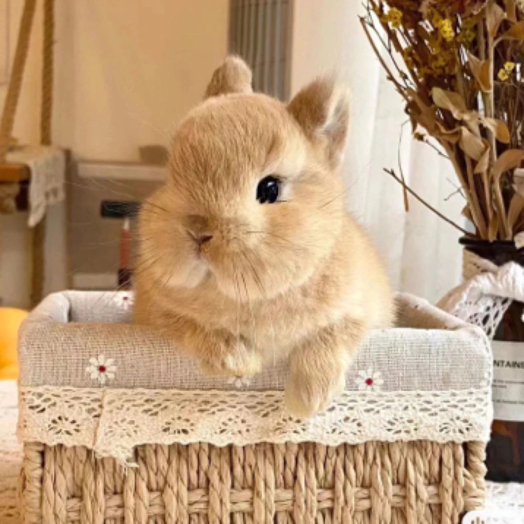 宠物兔活体侏儒垂耳兔直播间兔子挑选