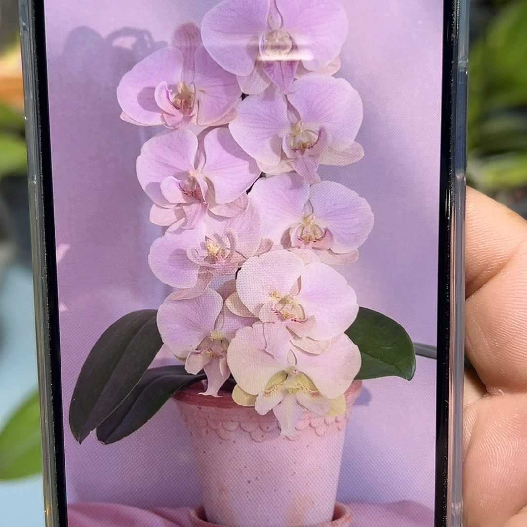 大部分开放少量花苞