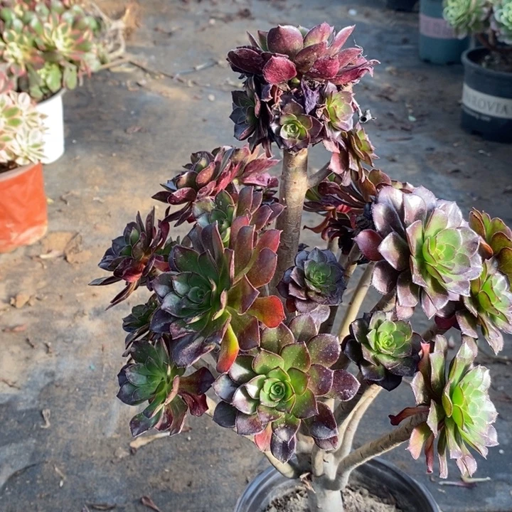 黑法多肉植物31。