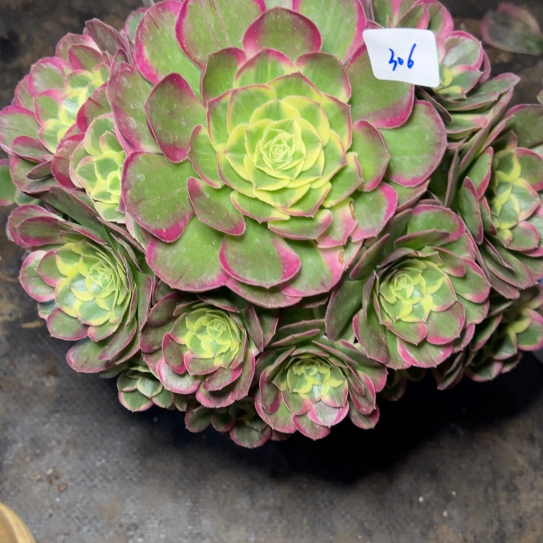 ****濛306镜花水月多肉嘻嘻嘻