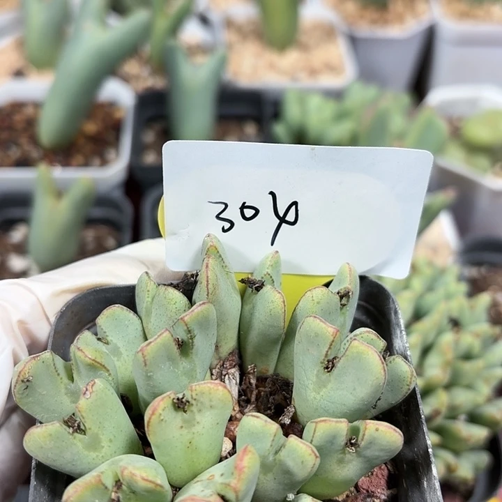 苹果手机是你买回来后