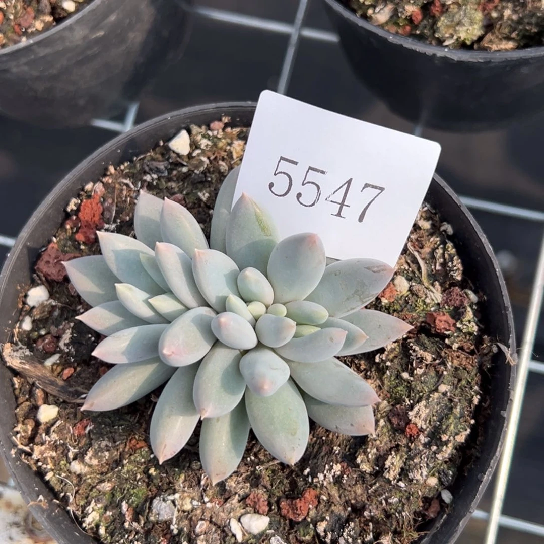 仔*5547多肉多多多多