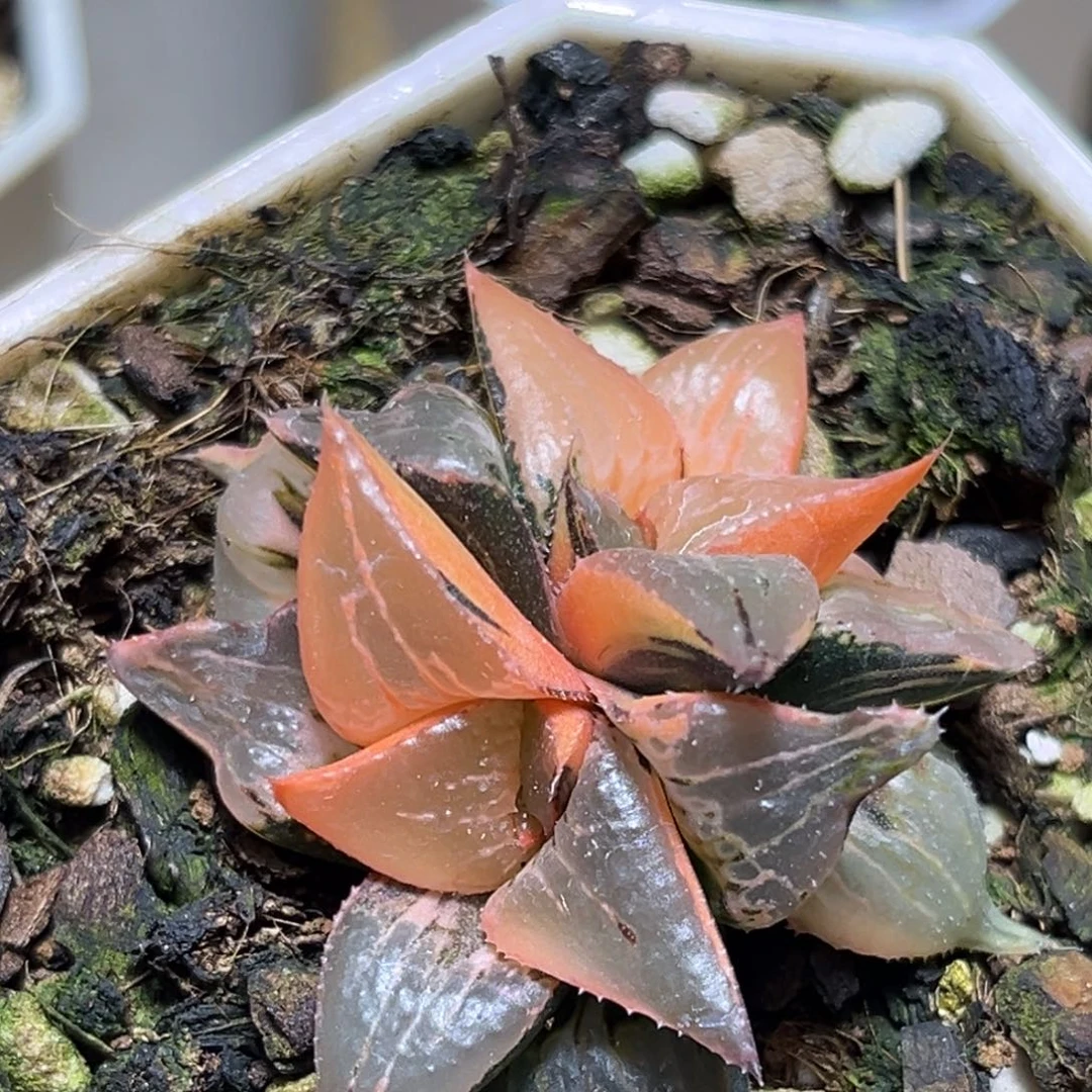 恭喜发财大吉大利821多肉