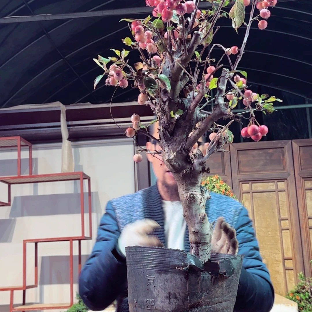 无花朵4343434343434