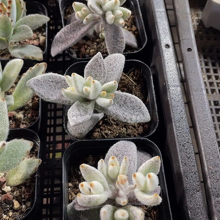 大白兔带盆土发货