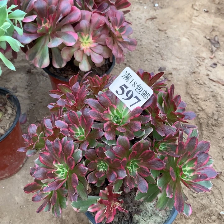 597安娜手捧1号棚