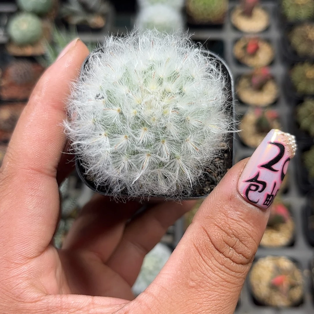 白云高沙单头发货单头