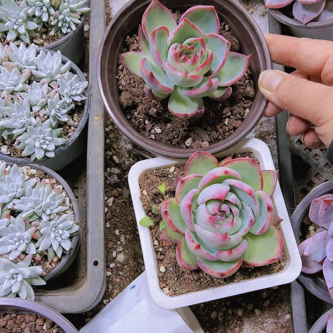 大惊鸿19包邮多肉